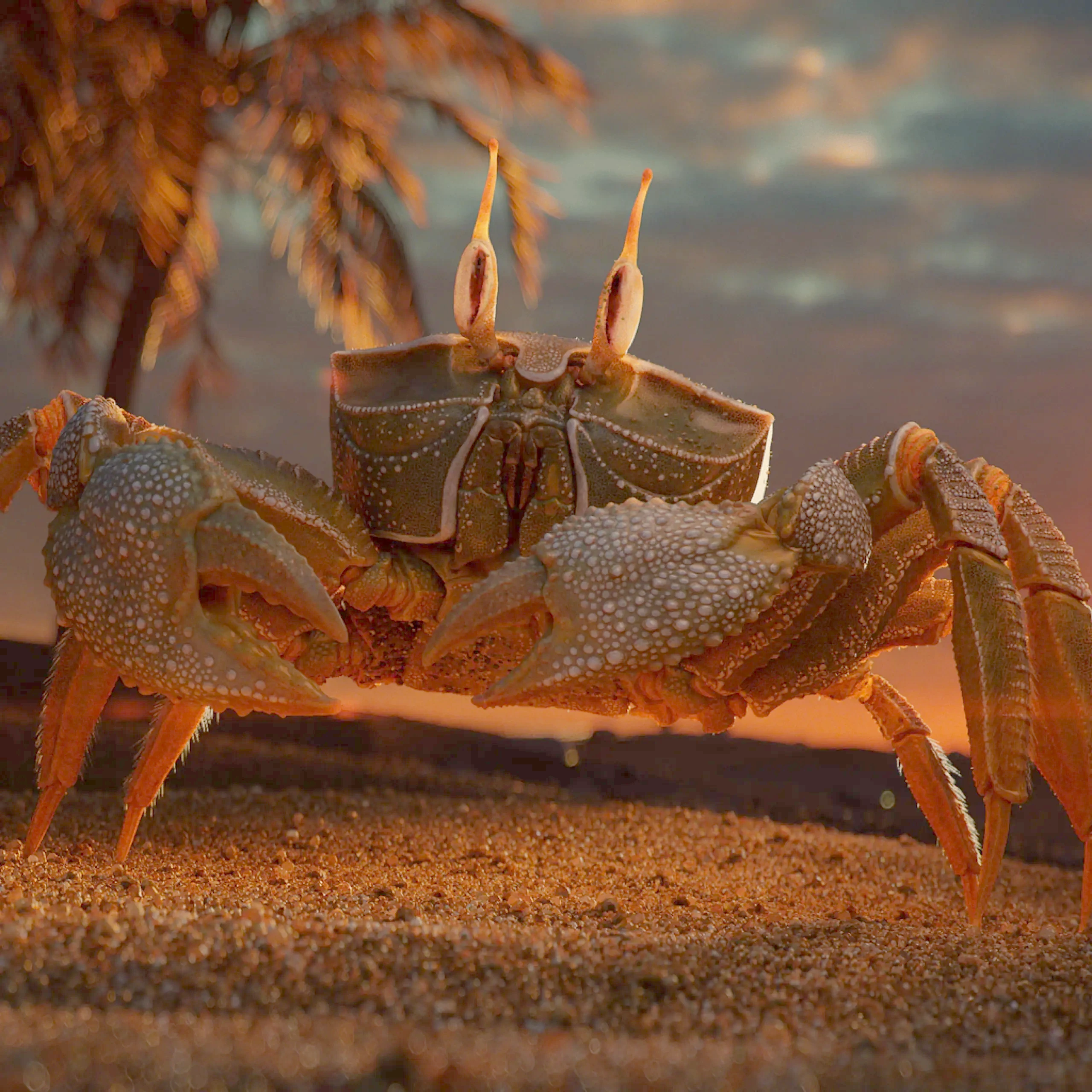 Eine realistisch 3D-modellierte Krabbe steht im Sand vor einem Sonnenuntergang, mit Palmen im Hintergrund und einem Sandburg-Silhouette am Horizont.